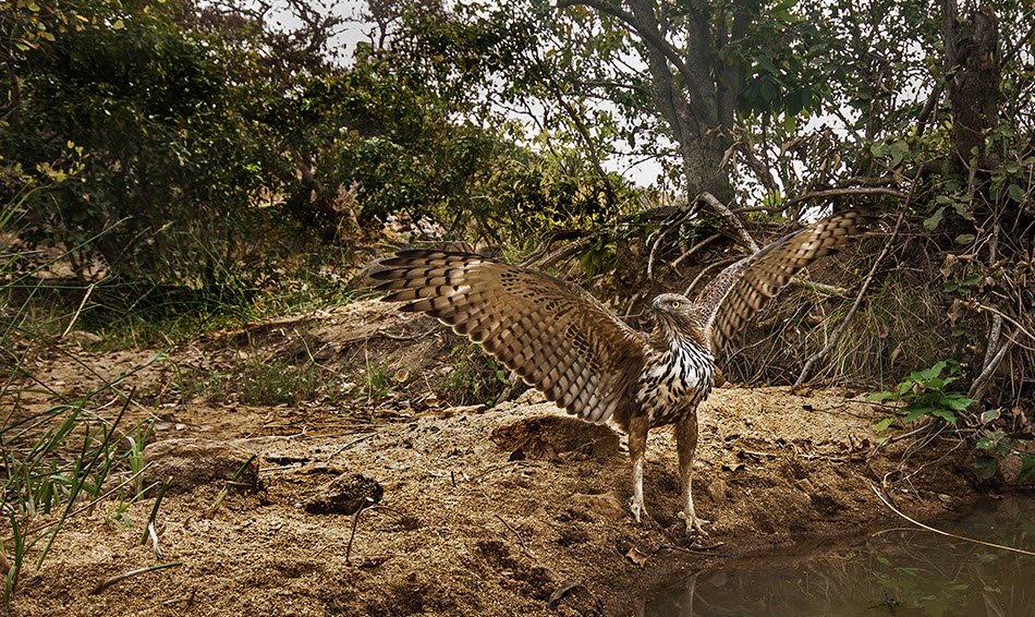 Gudekote Wildlife Sanctuary